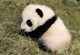 New life in the Schönbrunn Zoo: UNIQA insures Fu Hu, the newborn panda cub who arrived in August 2010. In the previous year, UNIQA insured and sponsored the journey of the panda bear Fu Long, born in Schönbrunn Zoo in 2007, back to his Chinese homeland. (photo)